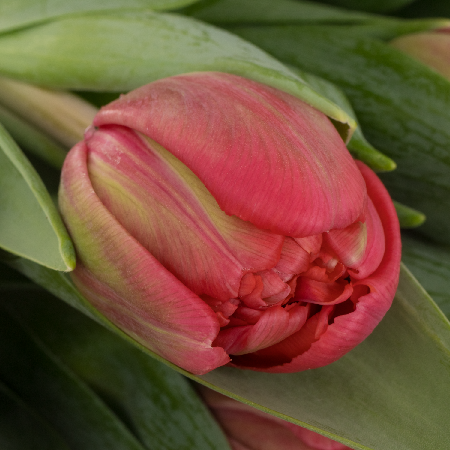 Tulpe rosa doppel Angel cheeks Bakkum 38 Gramm