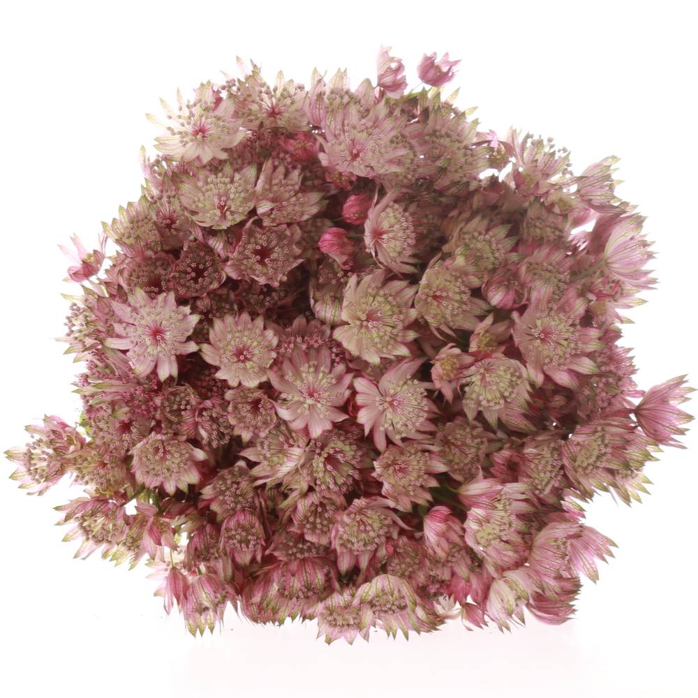Astrantia rosa Star of Africa 50cm