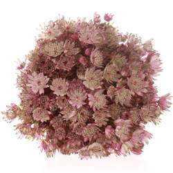 Astrantia rosa Star of Africa 50cm
