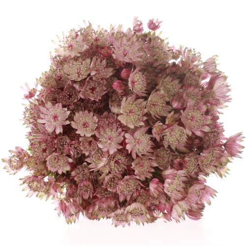 Astrantia rosa Star of Africa 50cm