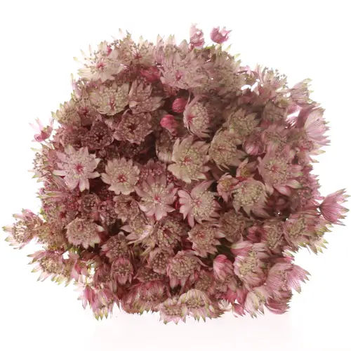 Astrantia rosa Star of Africa 50cm