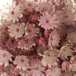 Astrantia rosa Star of Africa 50cm