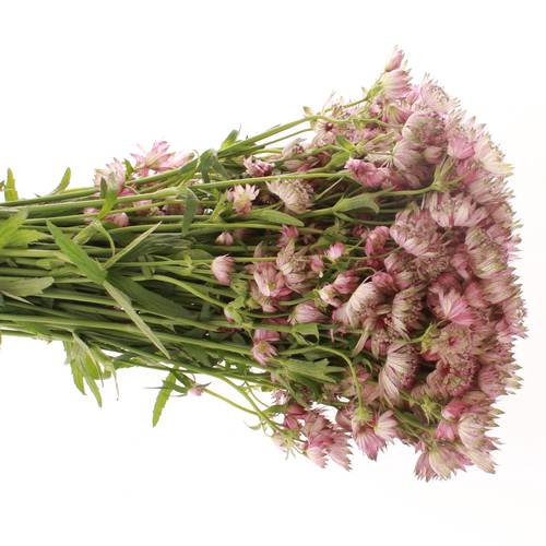 Astrantia rosa Star of Africa 50cm