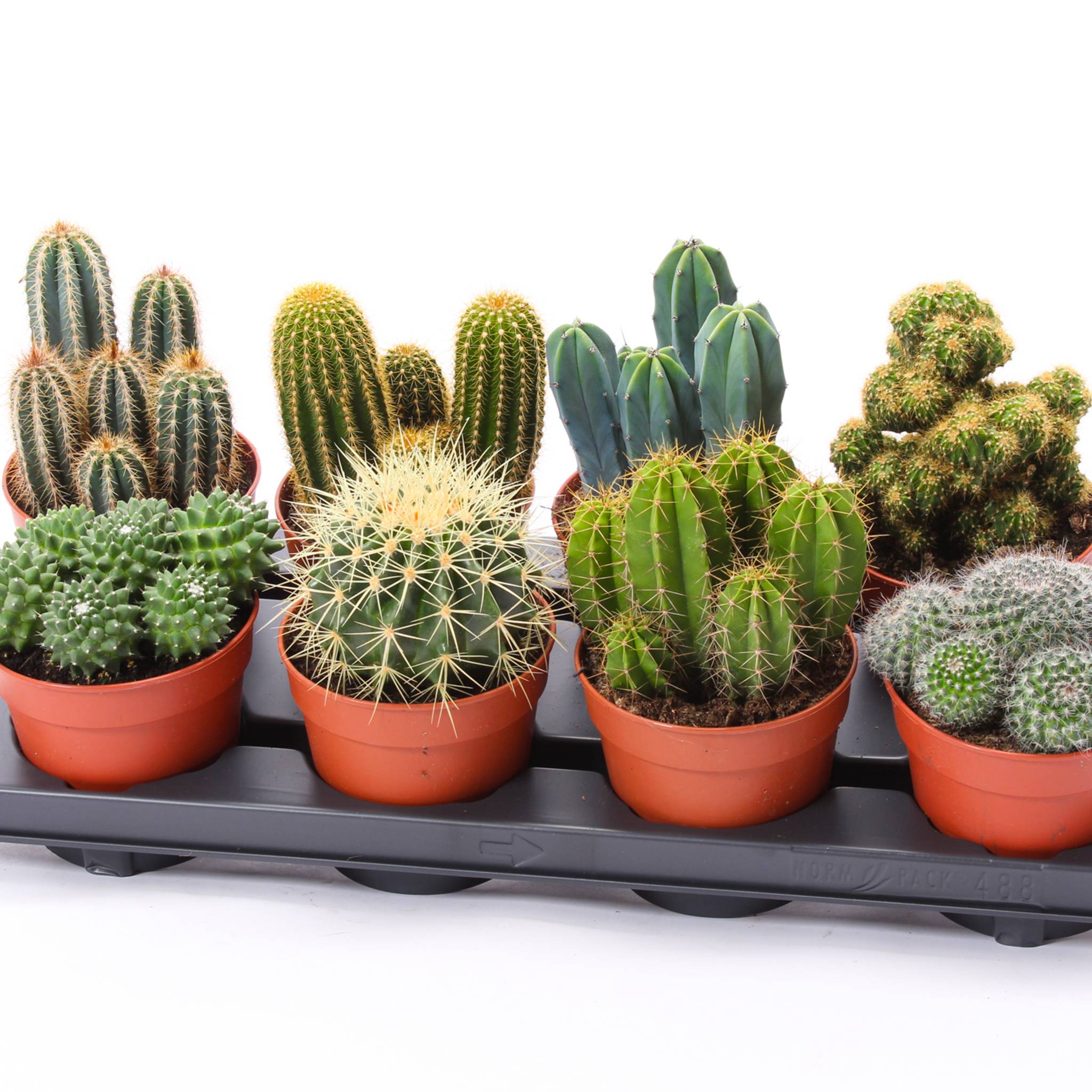 Kaktus mix SuPure Spines T12 H013 (Kakteen) | Heyl - Blumengrohandel /  Floristikgrohandel