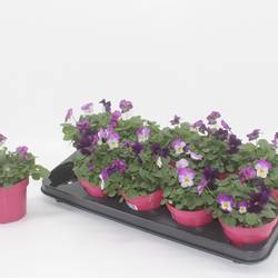 Hornveilchen mix Nice T12 H015