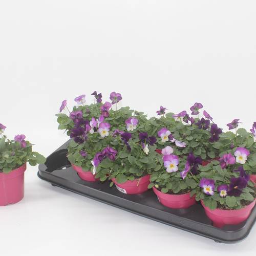 Hornveilchen mix Nice T12 H015