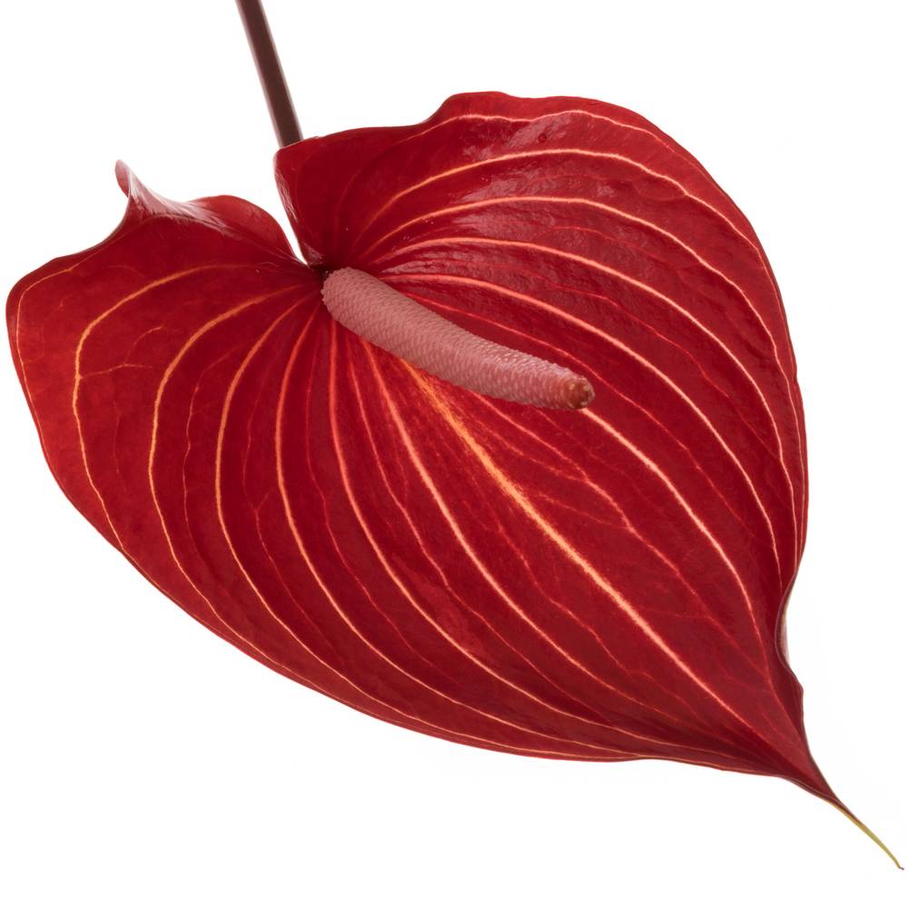 Anthurium rot Safari Blüte 11cm