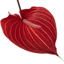 Anthurium rot Safari Blüte 11cm
