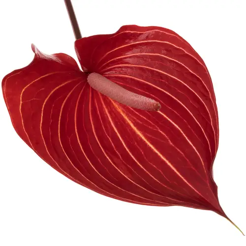 Anthurium rot Safari Blüte 11cm