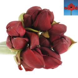 Amaryllis rot Red Lion