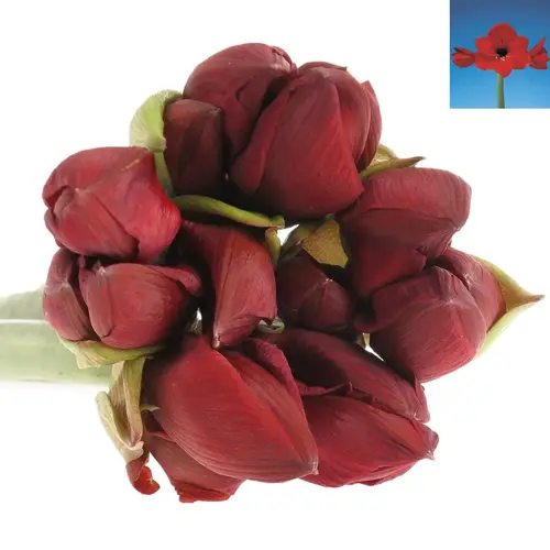 Amaryllis rot Red Lion
