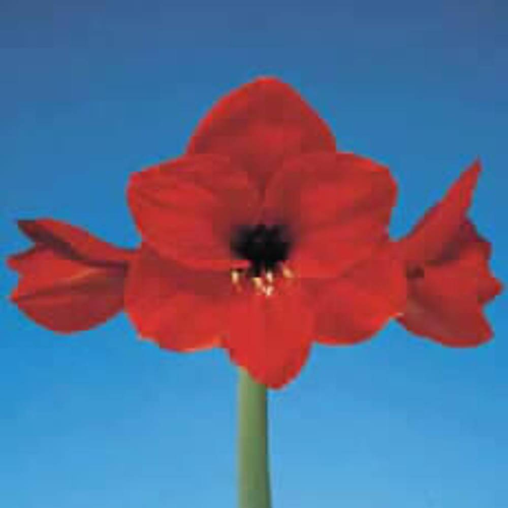 Amaryllis rot Red Lion