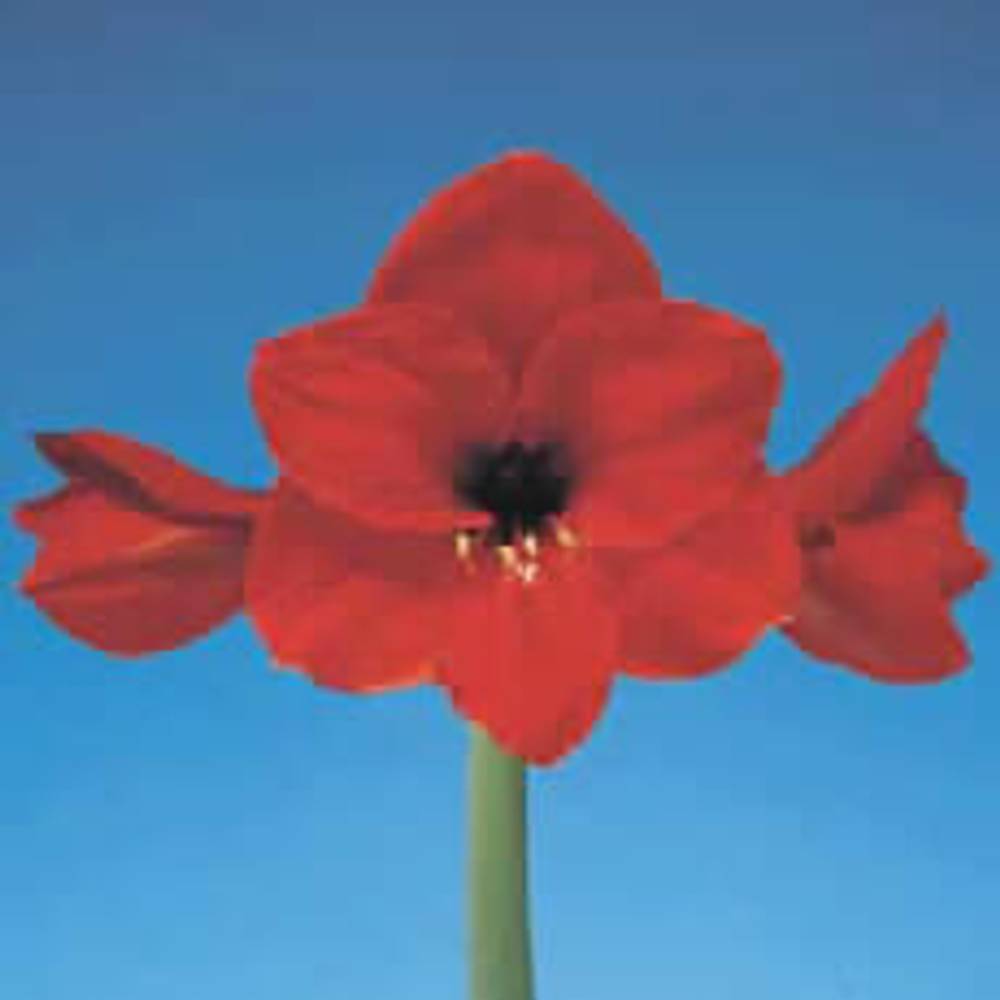 Amaryllis rot Red Lion