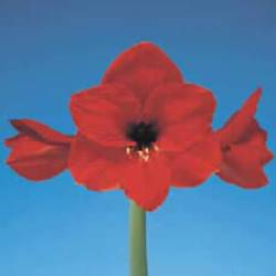 Amaryllis rot Red Lion