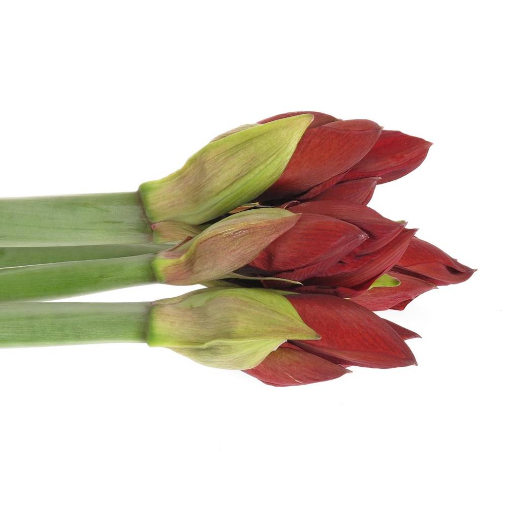 Amaryllis rot Red Lion