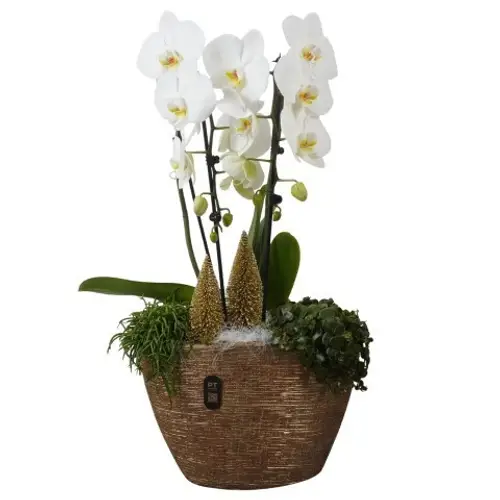 Phal.Arr PTPCE3611 Weihnachten T33 H068