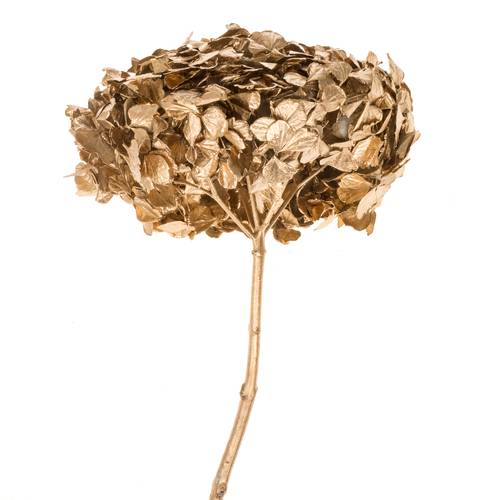 Präparierte Hortensie Metallic Gold