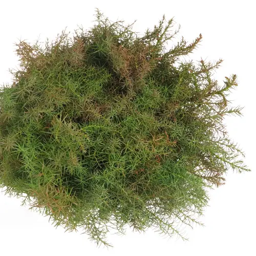 Cryptomeria Elegans 3kg