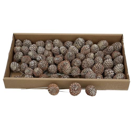 Trocken Muirii auf Draht gebleicht x60