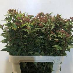 Viburnum braun Red spirit 80cm