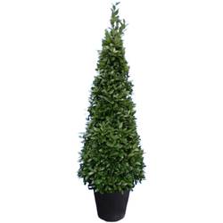 Lorbeer Nobilis Pyramide T40 H220