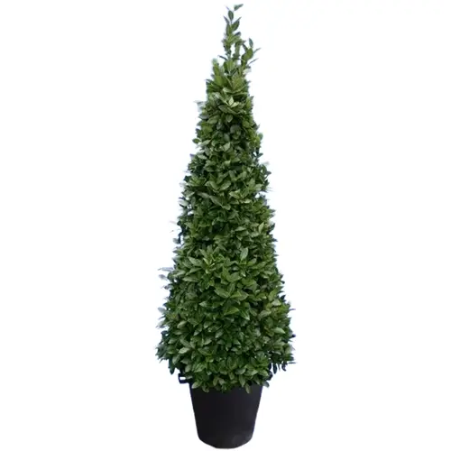 Lorbeer Nobilis Pyramide T40 H220