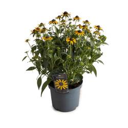 Rudbeckia Little Goldstar T19 H45