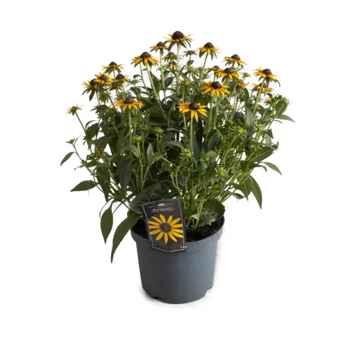 Rudbeckia Little Goldstar T19 H45