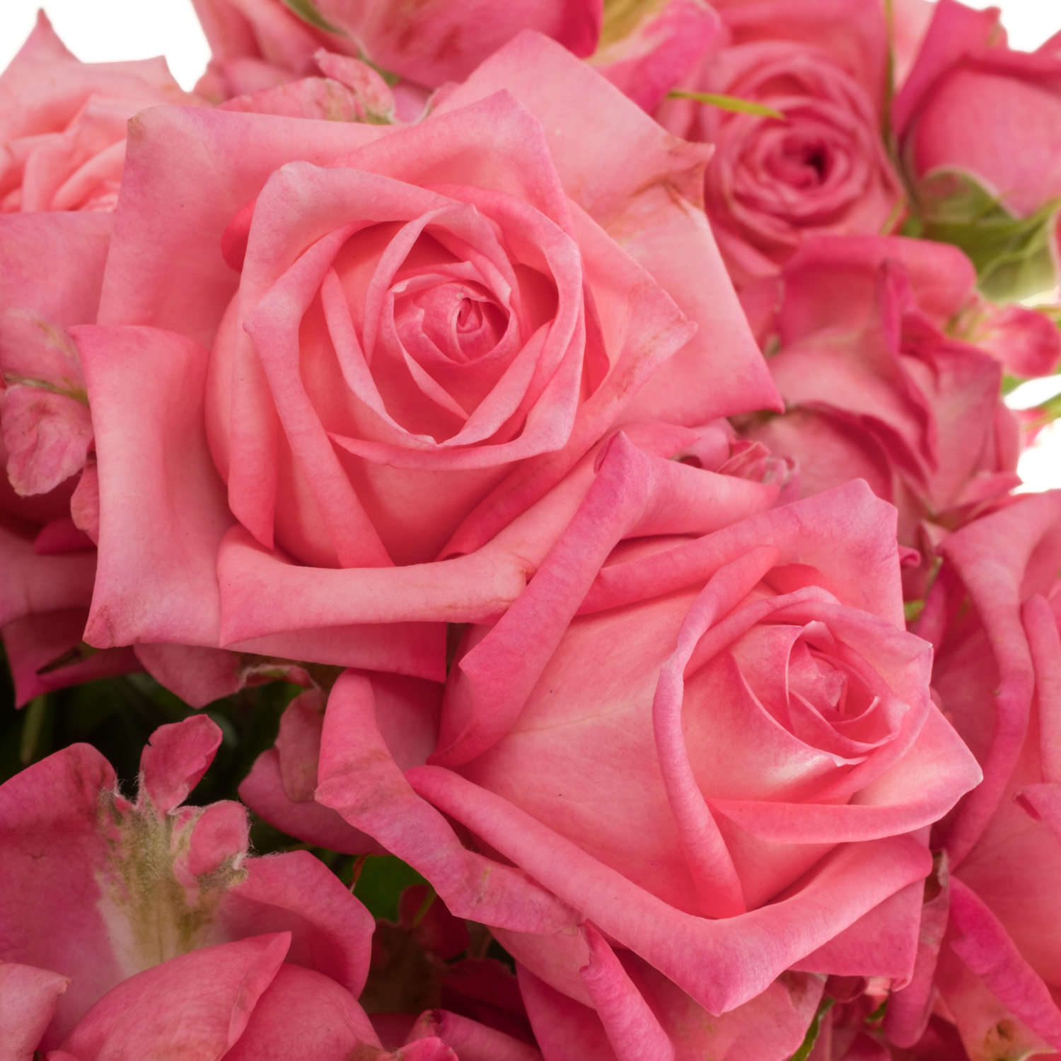 Rose verzweigt dunkel rosa Sweet Bubbles 6+Blüte 70cm