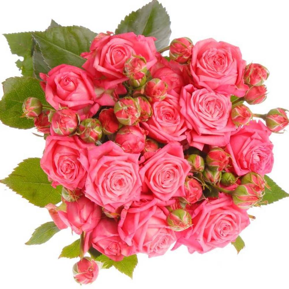 Rose verzweigt rosa Sweet Bubbles 6+Blüte 70cm