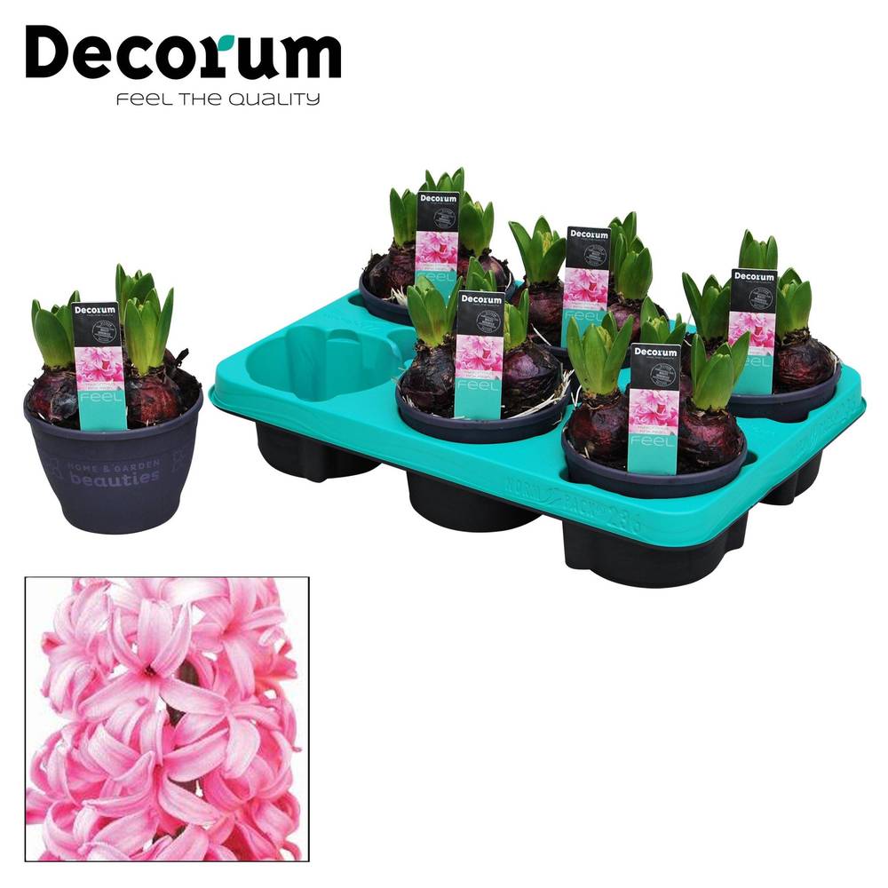 Hyazinthe 3er rosa T12 H015