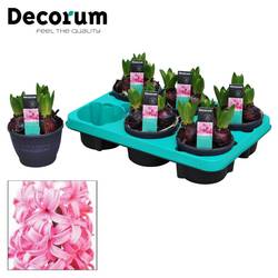 Hyazinthe 3er rosa T12 H015