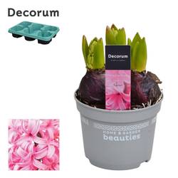 Hyazinthe 3er rosa T12 H015