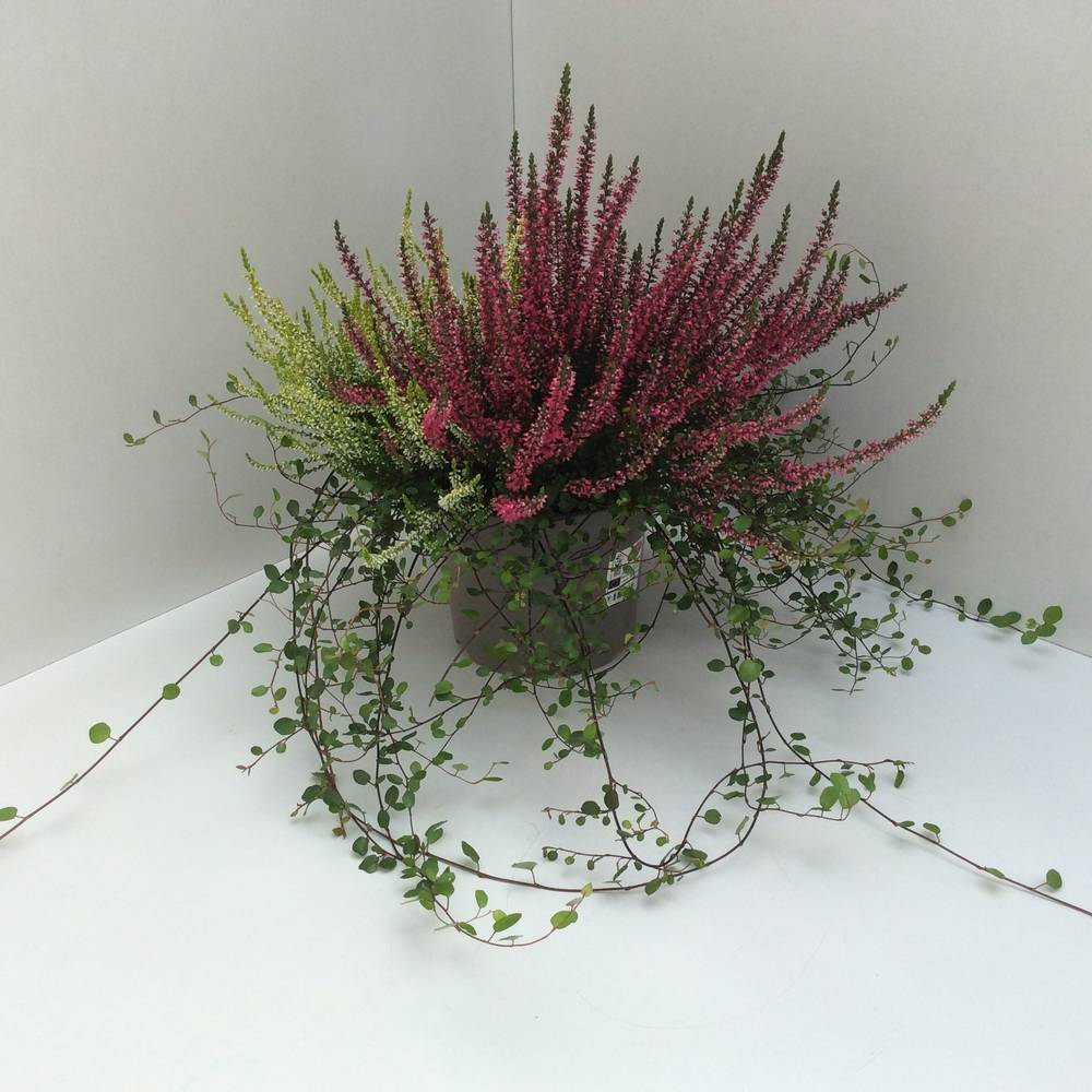 Calluna GG mix +Mühlenbeckia T17 H040