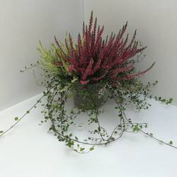 Calluna GG mix +Mühlenbeckia T17 H040
