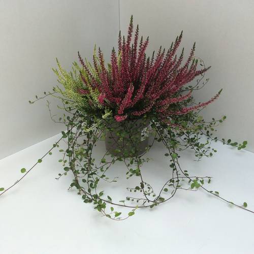 Calluna GG mix +Mühlenbeckia T17 H040