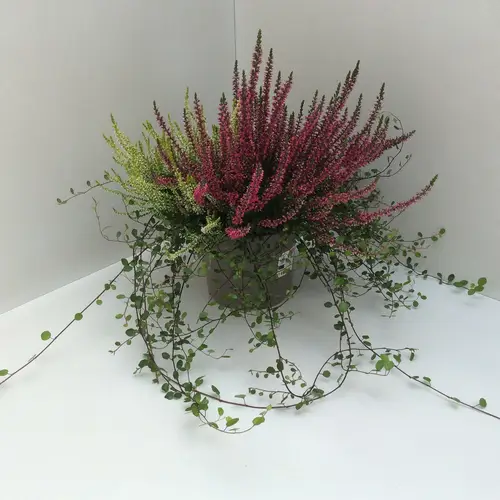 Calluna GG mix +Mühlenbeckia T17 H040