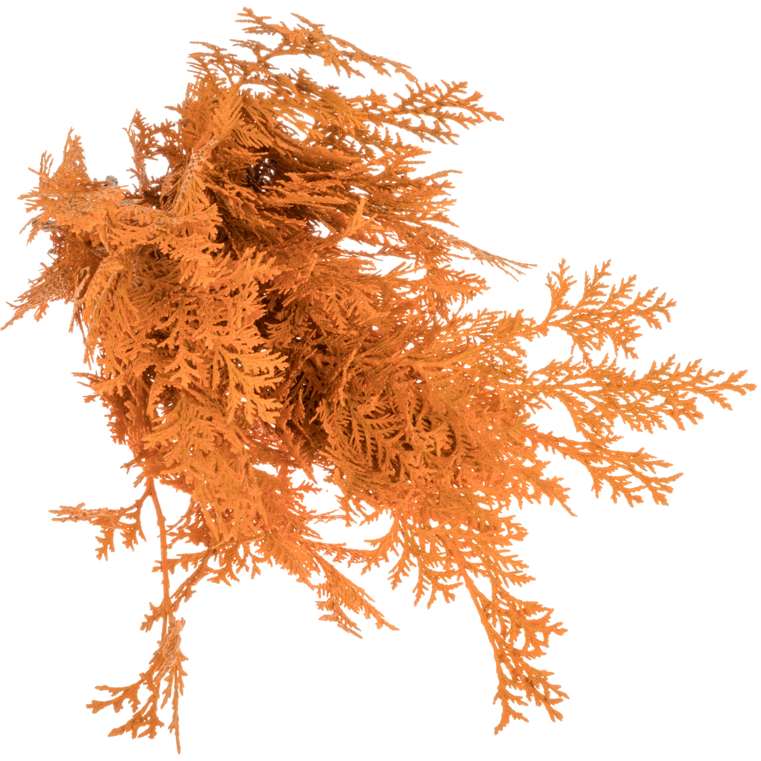 Koniferen dunkel orange gefärbt