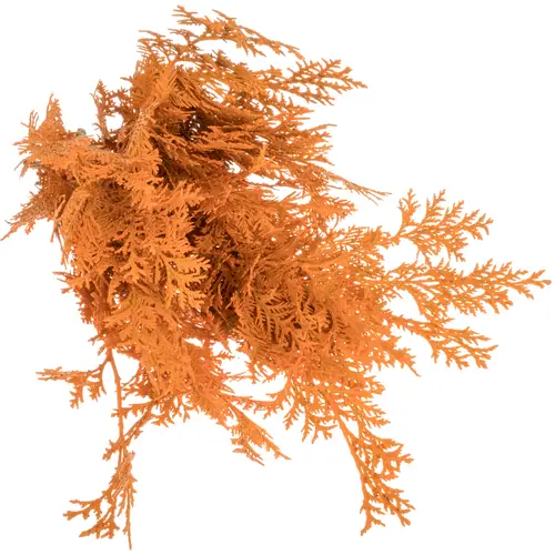 Koniferen dunkel orange gefärbt
