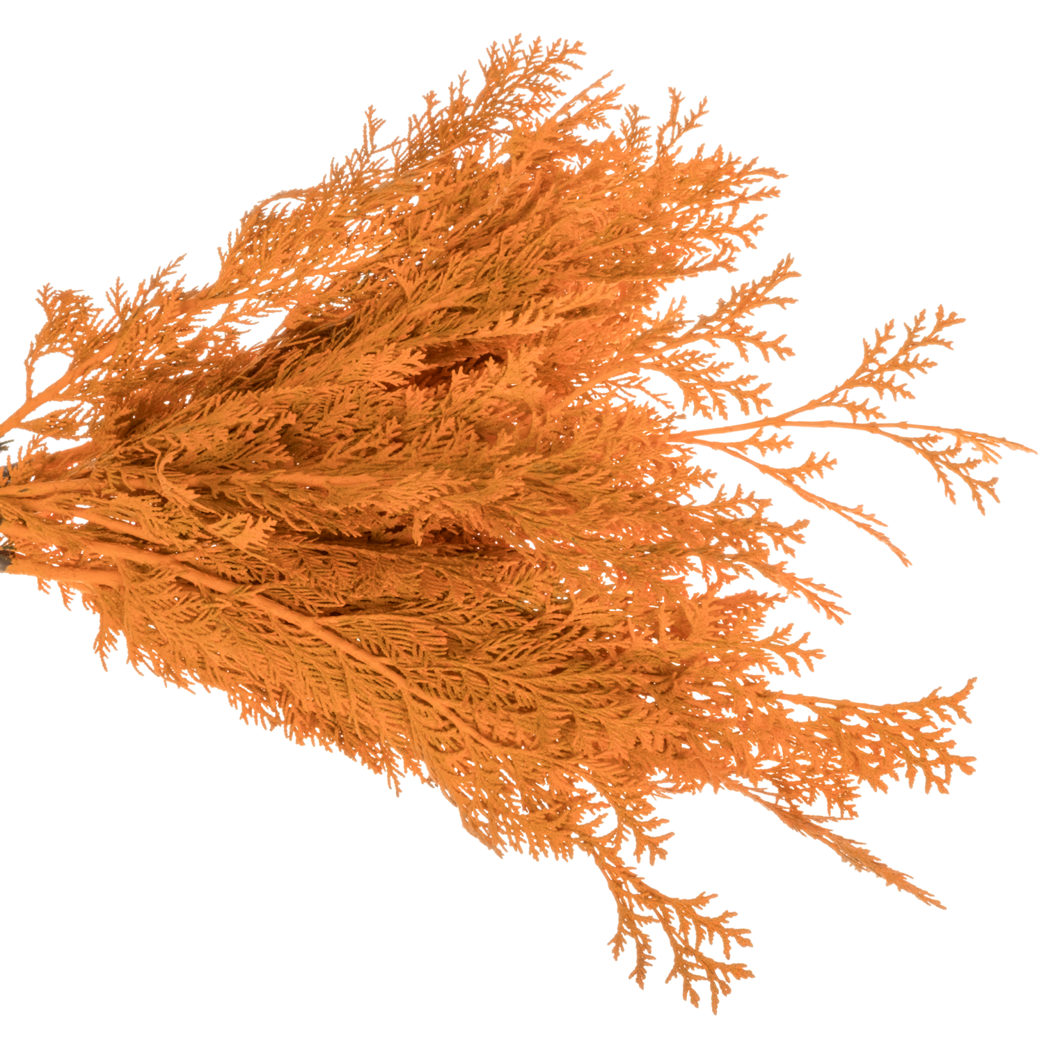 Koniferen dunkel orange gefärbt