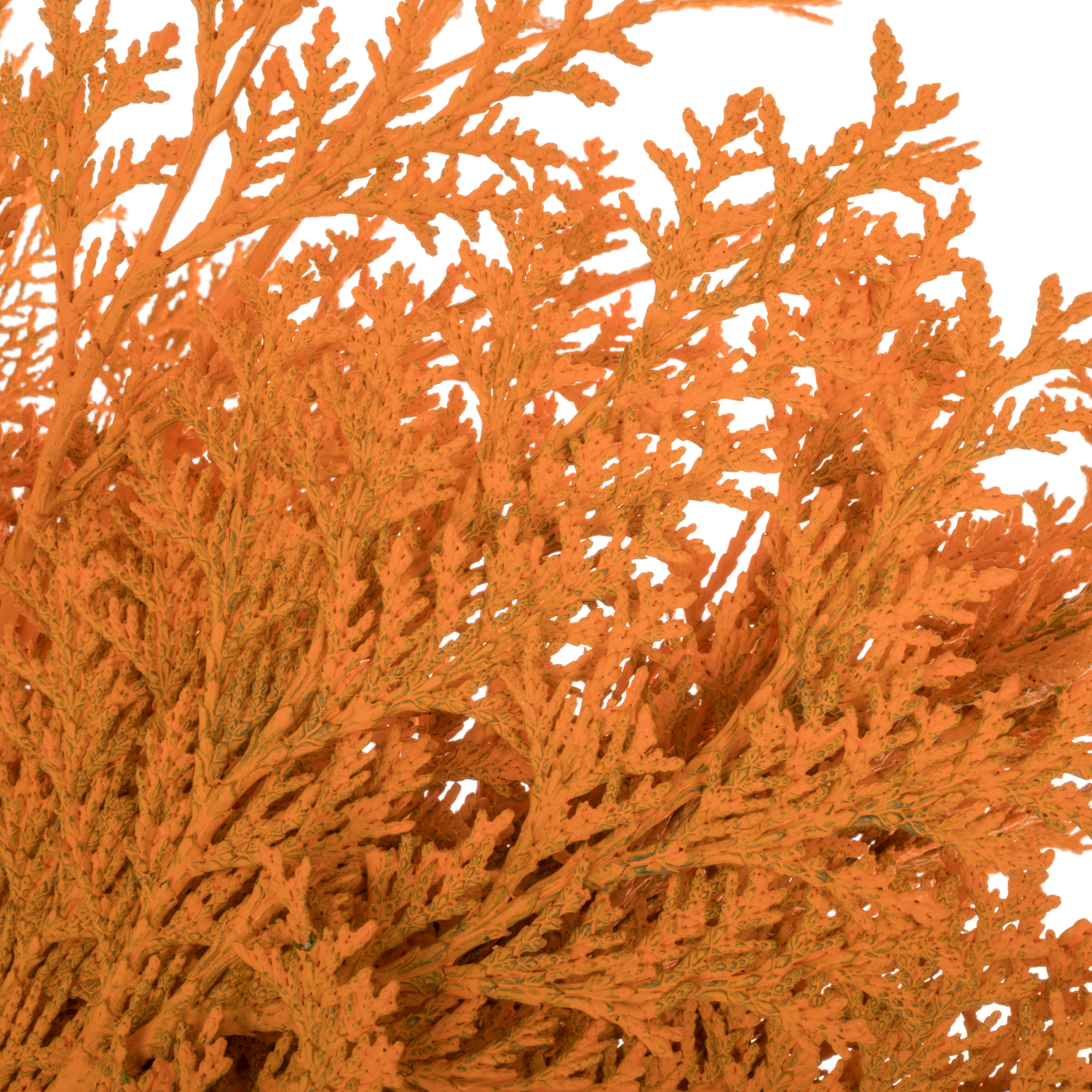 Koniferen dunkel orange gefärbt