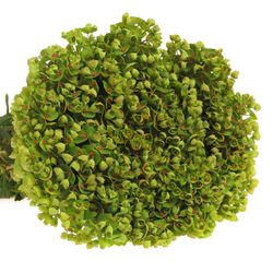 Euphorbia grün Martini 55cm