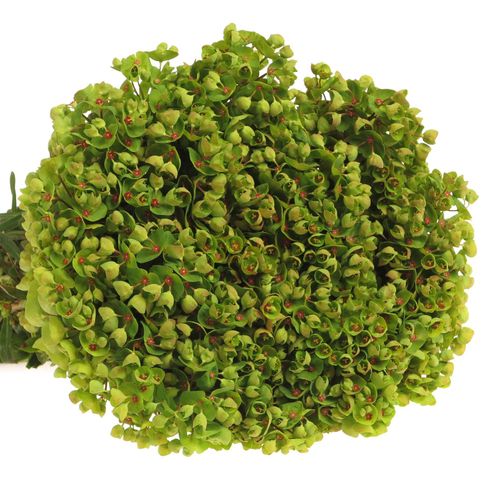 Euphorbia grün Martini 55cm