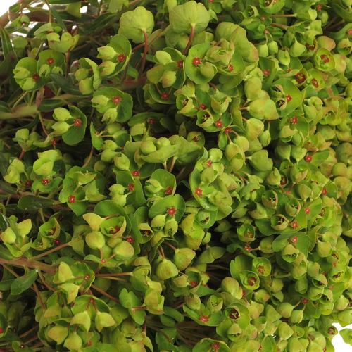 Euphorbia grün Martini 55cm