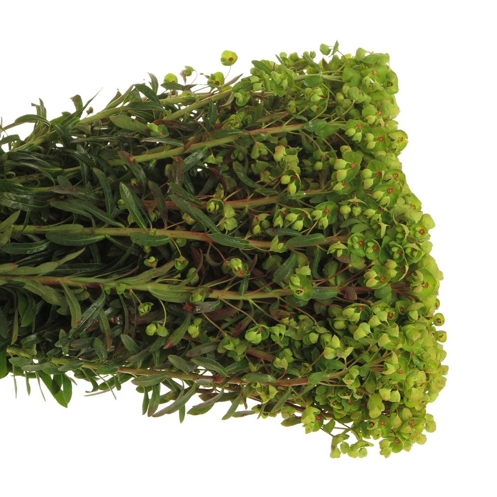 Euphorbia grün Martini 55cm