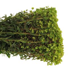 Euphorbia grün Martini 55cm