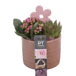 Kal.Arr PTIB6309 T10 H017