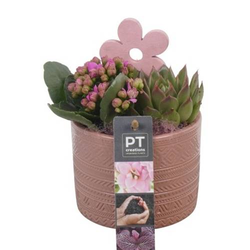 Kal.Arr PTIB6309 T10 H017