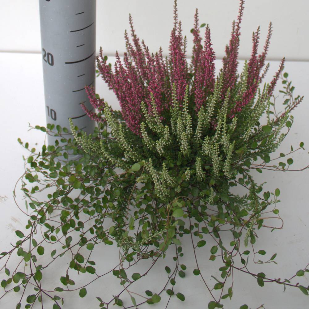 Calluna mix GG Twin T12 H025