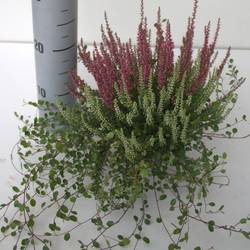 Calluna mix GG Twin T12 H025